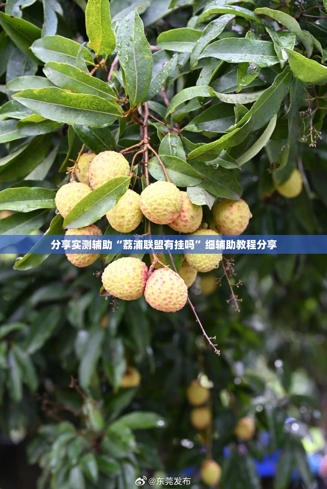 分享实测辅助“荔浦联盟有挂吗”细辅助教程分享
